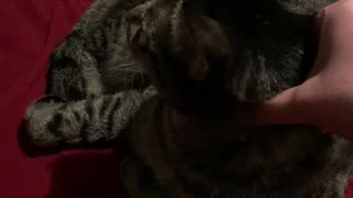 Kitty Massage