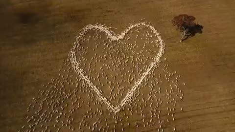 An Australian farmer made a heart from a sheep in honor of his aunt