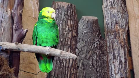 Beautiful Green Parrot sleeping on the branch | 4K Video