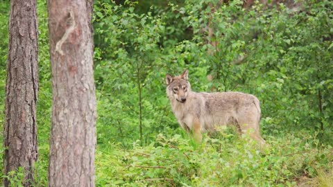 "Moral Stories for Children: The Boy Who Cried Wolf Explained"