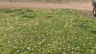 Golf Ball-Size Hail in Viola, Arkansas