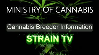 MINISTRY OF CANNABIS - Cannabis Strain Series - STRAIN TV