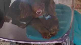 Dachshund Makes Funny Face