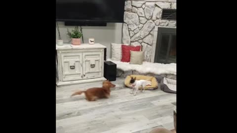 Doxie Trying To Fake Out Chihuahua
