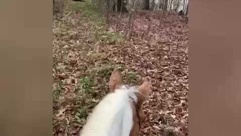 Horse looses bridle during ride and owner has to argue with phone.