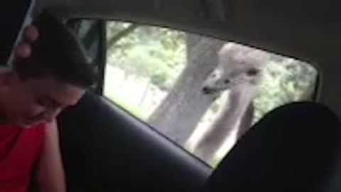 Ostrich scares kid at zoo and eats his phone