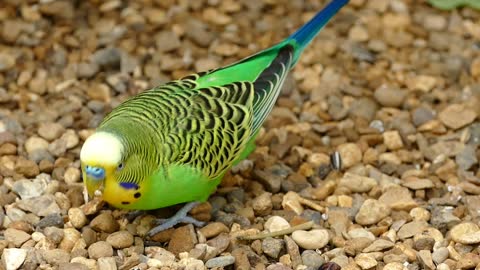 Cute parrot videos -Cute parakeet