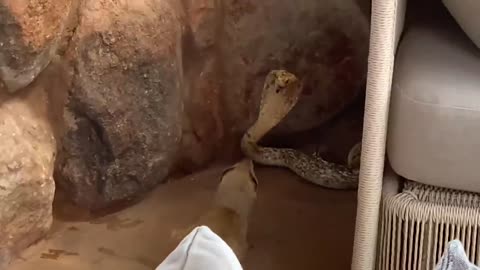 Yellow Mongoose vs cobra