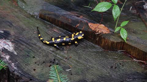 Salamander Lizard Reptiles Fauna