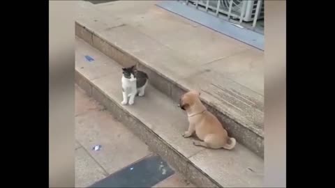 Funny animal video. Cat vs Dog