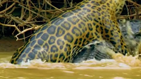 Jaguar attack crocodile
