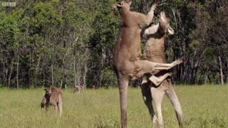 Kangaroo Boxing Fight | Life Story | BBC Earth