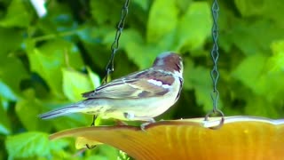 IECV NV #372 - 👀 Male House Sparrow 🐤At The Orange Glass Feeder Eating Seeds 5-29-2017