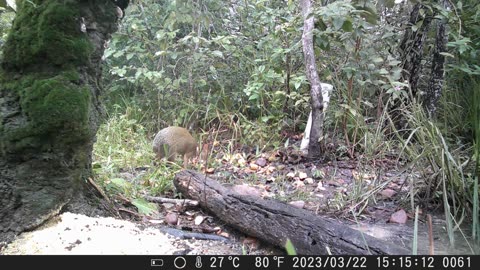 agouti couple 🌽🌽 eating corn and drinking salt water