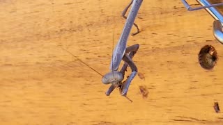 Praying Mantis Catches Bees