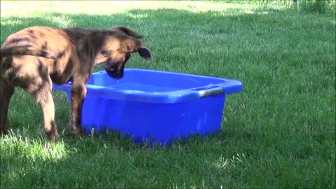 Hollandse Herder puppy- too cute for words