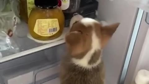 dog in refrigerator and eats food funny video dog
