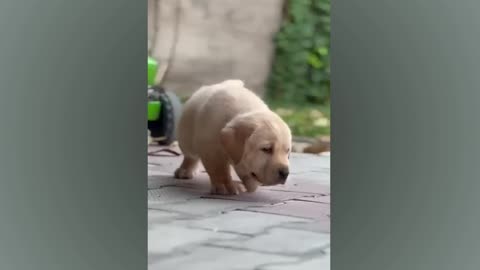 Labrador Puppy
