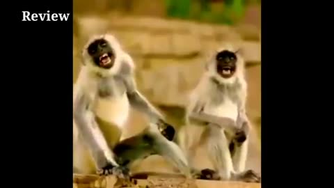 Fake Lion Prank Dog & Fake Tiger Prank Videos funny
