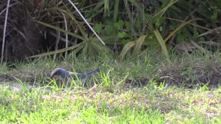 Florida Scrub Jay feeding and watching