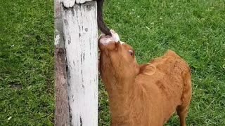 Newborn Calf Makes a Friend