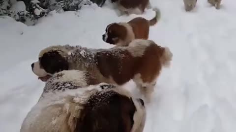 Matilha de cachorros na neve - Pets