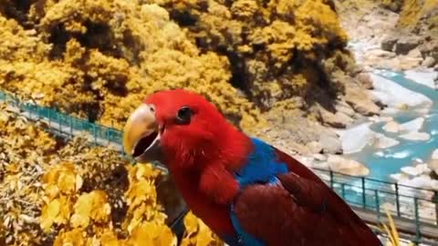 Fernanda parrot in nature with beautiful colors