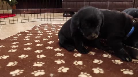 11 LABRADOR PUPPIES EAT THEIR FIRST MEAL!