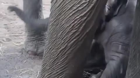 Funny elephant taking a bath