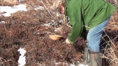 Picking wild Tundra Tea In Alaska with yukonjeff