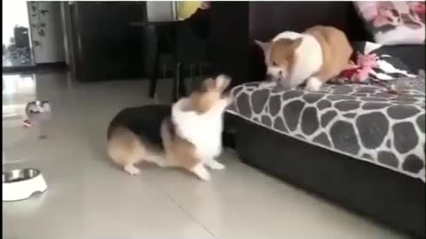 Dogs Fighting Like Married Couple