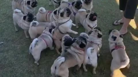 Large Gathering Of Playful Pugs Will Make Your Day