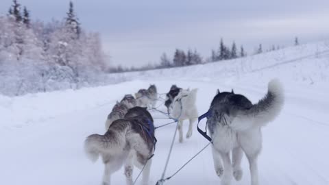 Husky Dog Sledding in Fairbanks, Alaska in January 2023
