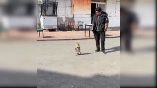 Playing cats