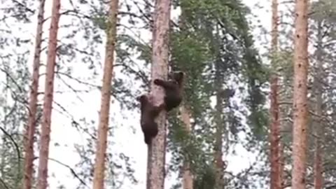 Have you ever through about how Baby bear-climb-on #Shorts