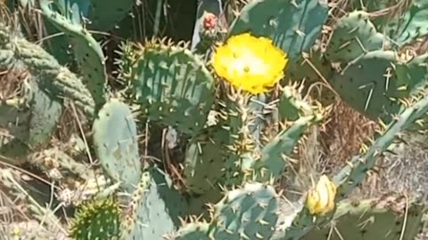 cactus flowers (open and close) my backyard