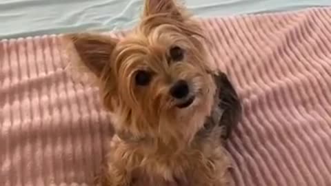 Lady tells her dog a story using all its favorite words...