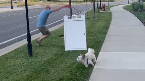 Excited Doggy Drags Man Along For Zoomies