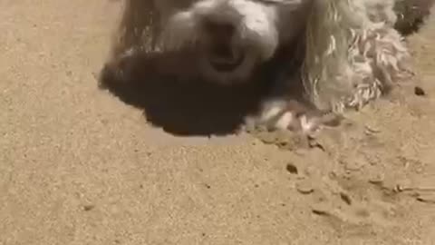 Beach Doggo