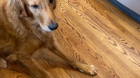 Golden Retriever Sneakily Spits Out Pill