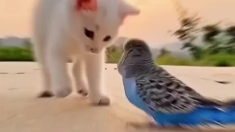 Cat and Parrot Funny Video