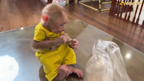 Bibi monkey obediently helps dad clean the house!