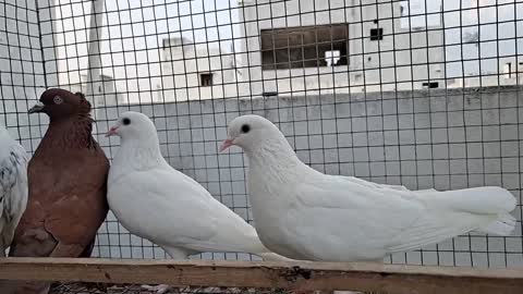 Fancy pigeons for sale