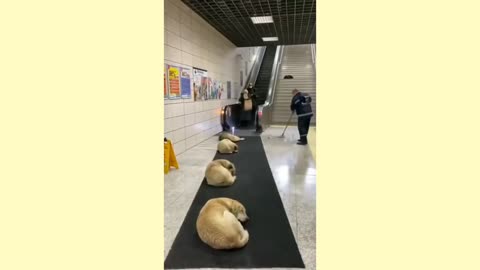 Turkey metro station lets stray dogs sleep there in the winter