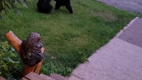 Two Bear Cubs Playing in the Yard