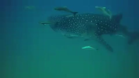 Whale shark, SCUBA diving