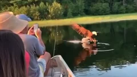 Bald eagle steals their fish in seconds!
