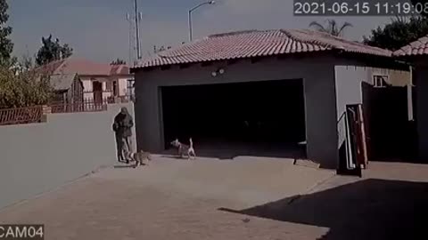 South African dog attacks home invader_Cut.mp4