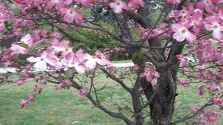 Legend of the dogwood tree