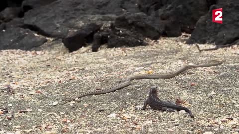 This iguana is a freaking survivor (snakes)